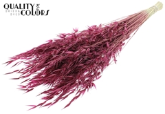 Avena Wild Bordeaux 70cm 100gram