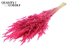 Avena Wild Cerise 70cm 100gram