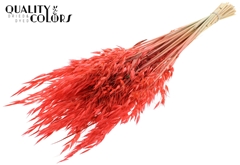 Avena Wild Coral 70cm 100gram