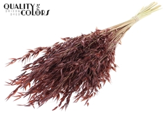 Avena Wild Brown 70cm 100gram