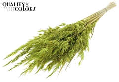 Avena Wild Li. Green 70cm 100gram