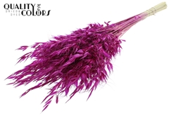 Avena Wild Lilac 70cm 100gram