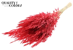 Avena Wild Red 70cm 100gram