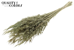 Avena Wild Olive 70cm 100gram