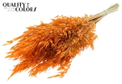 Avena Wild Orange 70cm 100gram