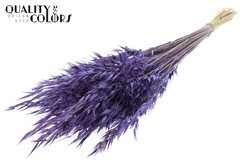 Avena Wild Purple 70cm 100gram
