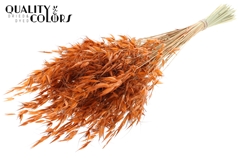 Avena Wild Terra 70cm 100gram