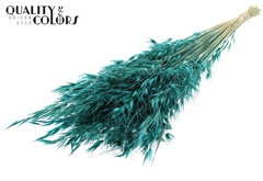 Avena Wild Turquoise 70cm 100gram