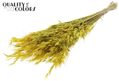 Avena Wild Yellow 70cm 100gram