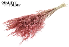 Avena Wild Pink 70cm 100gram