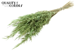 Avena Wild Mint 70cm 100gram