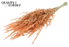 Avena Wild Salmon 70cm 100gram