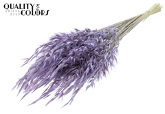 Avena Wild Milka 70cm 100gram