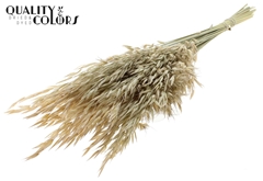 Avena Wild White 70cm 100gram