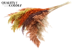 Pampas Grass 70 Mixed 3 70cm