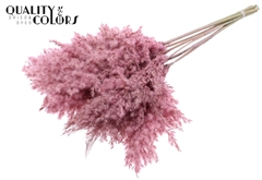 Pampas 70cm Fr. Pink 70cm