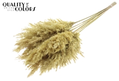 Pampas 70cm Fr. Li. Yell 70cm