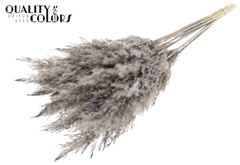 Pampas 70cm Fr. Li. Gray 70cm
