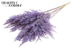 Pampas 70cm Fr. Milka 70cm