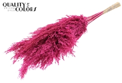 Pampas 70cm Fr. Cerise 70cm