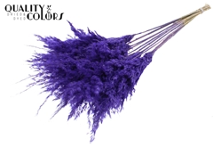 Pampas 70cm Fr. Purple 70cm