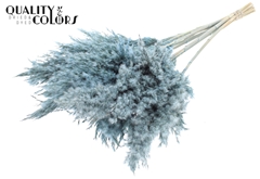 Pampas 70cm Fr. Li. Blue 70cm