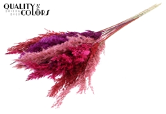 Pampas 70cm Love Mix 70cm