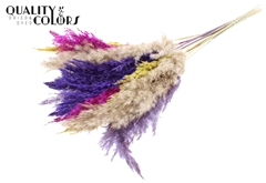 Pampas Grass 70 Mixed 11 70cm
