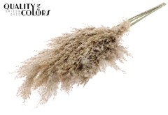 Pampas 70cm Natural 70cm
