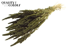 Amar Bunch Olive 60cm