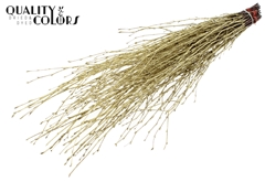 Birch 70cm Gold