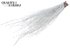 Birch 70cm White
