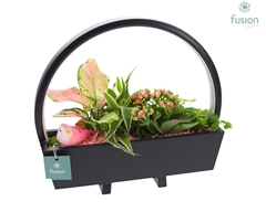 Pl Luxe Schaal 21% 32Ø 25cm