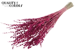 Lavendel Cerise 50cm