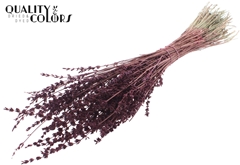 Lavendel Bordeaux 50cm