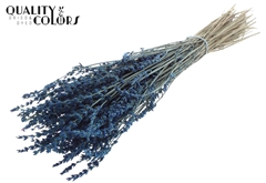 Lavendel 100gr Blue 50cm