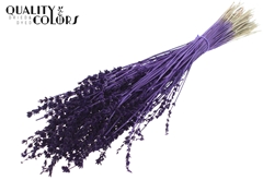 Lavendel Purple 50cm