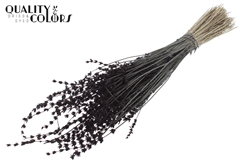 Lavendel Black 50cm