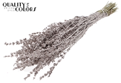 Lavendel Champagne 50cm