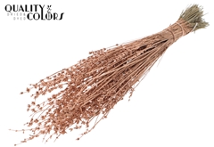 Lavendel Copper 50cm