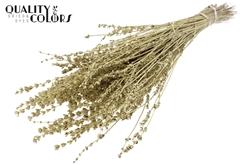 Lavendel Gold 50cm