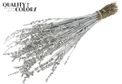 Lavendel Platina 50cm