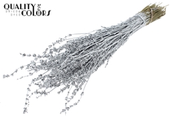 Lavendel Silver 50cm