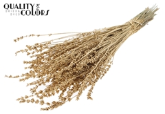 Lavendel Ant. Gold 50cm