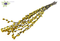 Pussy Willow 80cm