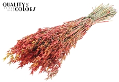 Avena Bico Red 60cm 250gram