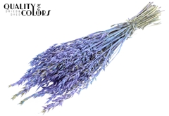 Avena Bico Li. Blue 60cm 250gram