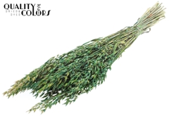 Avena Bico Green 60cm 250gram