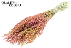 Avena Bico Cerise 60cm 250gram