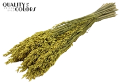 Avena Yellow 60cm 250gram